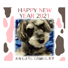 [LINEスタンプ] シュナウザー リーちゃん年賀状