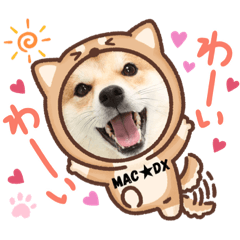 [LINEスタンプ] 柴犬好きのLINEスタンプ【Mac★DX】