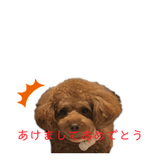 [LINEスタンプ] ここあのスタンプ！