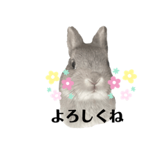 [LINEスタンプ] モフうさ3兄弟 シンプル