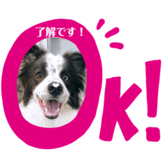 [LINEスタンプ] dogのいる暮らし♡