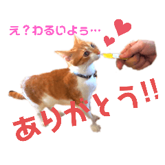 [LINEスタンプ] ねこスタンプむぎ