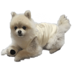 [LINEスタンプ] ししまるの日常Part1