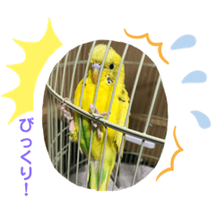 [LINEスタンプ] セキセイインコのスタンプその3