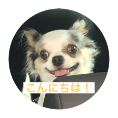 [LINEスタンプ] 犬 はる