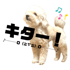 [LINEスタンプ] トイプードルのムギ5