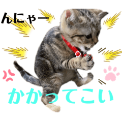 [LINEスタンプ] ひまニャン2