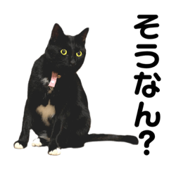 [LINEスタンプ] 黒猫黒霧ちゃん2