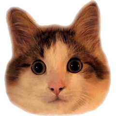 [LINEスタンプ] サイベリアンのニャーコフ