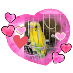 [LINEスタンプ] セキセイインコのスタンプ  その2