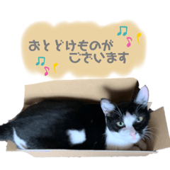 [LINEスタンプ] ねこといぬのすたんぷ。。
