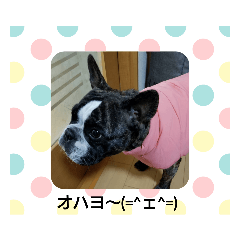 [LINEスタンプ] フレブルモーⅥ