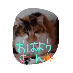 [LINEスタンプ] 猫…さくら