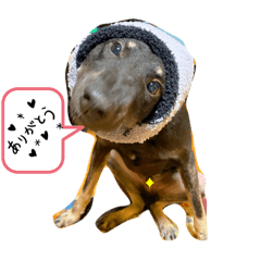 [LINEスタンプ] 大好きな愛犬たち