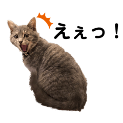 [LINEスタンプ] compassion-しっぽのついた仲間たち