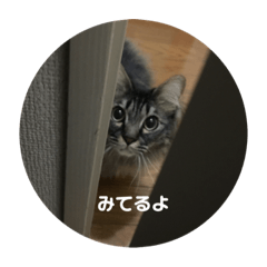 [LINEスタンプ] つむねこ。