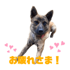 [LINEスタンプ] 甲斐犬の虎治狼