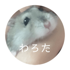 [LINEスタンプ] はむさんど！