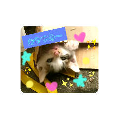 [LINEスタンプ] クローバー*