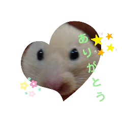 [LINEスタンプ] きんちゃん（キンター）