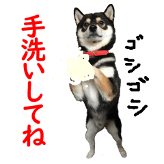 [LINEスタンプ] 黒柴犬 空斗