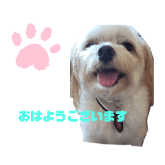 [LINEスタンプ] くぅの普段使いスタンプ