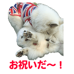 [LINEスタンプ] サモエドのすみれ