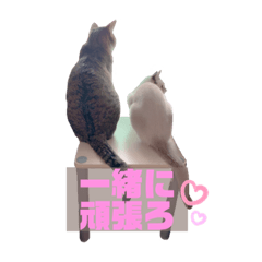 [LINEスタンプ] キジ白＆シャムMIX うにまろの生活3