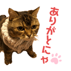 [LINEスタンプ] ママのミルちゃん