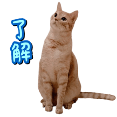 [LINEスタンプ] 茶トラ猫はるの日常