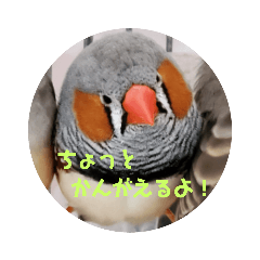 [LINEスタンプ] キンカチョウ伝言