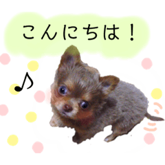[LINEスタンプ] 愛すべきビィトりん（犬）