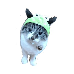 [LINEスタンプ] happy cat うちの猫。