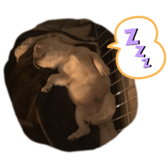 [LINEスタンプ] フレンチブルドッグくん