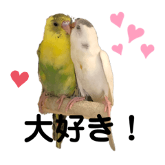 [LINEスタンプ] 仲良しインコ  おねぎ＆はんぺん