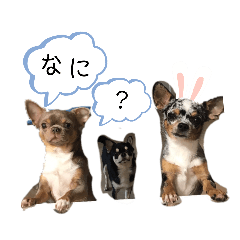 [LINEスタンプ] なか家わんこつー