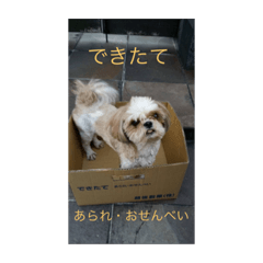 [LINEスタンプ] 家のイッヌたち