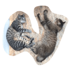 [LINEスタンプ] ねこねこのふ〜とジャック1
