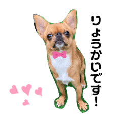 [LINEスタンプ] チワかぼ