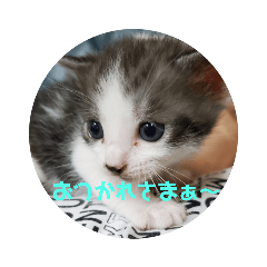 [LINEスタンプ] ぴぃジュニアの伝言