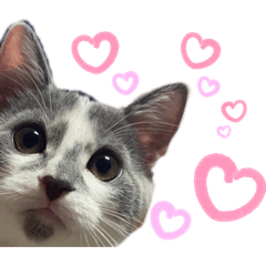[LINEスタンプ] ブリティッシュショートヘア（ロンくん）