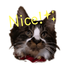[LINEスタンプ] うちのぬこ、めるせです