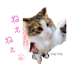 [LINEスタンプ] ノルウェージャンフォレスト  はくすけ