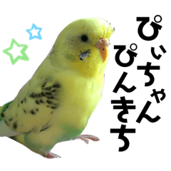 [LINEスタンプ] セキセイインコのぴぃちゃん