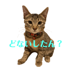[LINEスタンプ] きゅーちゃんスタンプシリーズ