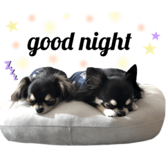 [LINEスタンプ] チワワのももたろう ♪
