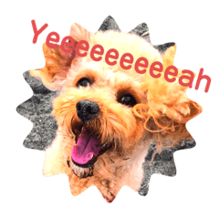 [LINEスタンプ] 変なトイプードル(日常編)