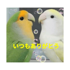 [LINEスタンプ] インコ 挨拶