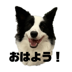 [LINEスタンプ] 見習いボーダーコリー・てんちゃん