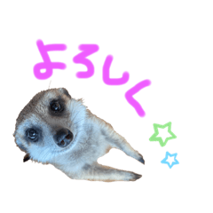 [LINEスタンプ] 使えるzooすた
